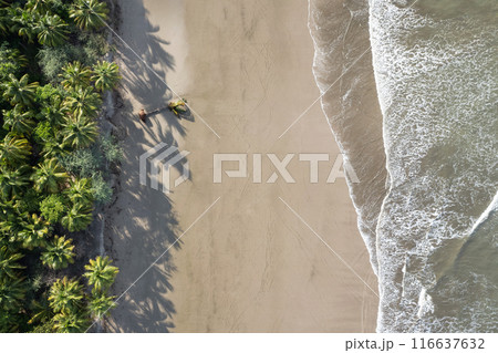 Clean sea beach with one palm tree fallen Clean sea beach with one palm tree fallen 116637632