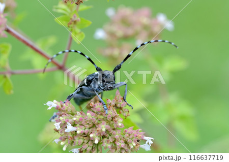 ゴマダラカミキリ 116637719
