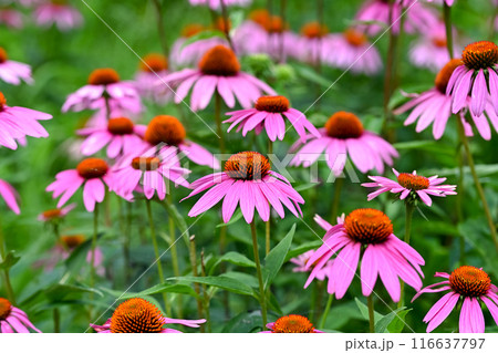 エキナセア 116637797