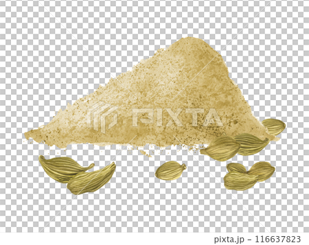 Dried Cardamom spices pods with pile of powder. Seeds and heap of spice. Aromatic ingredient for baking, hot and cold drinks, for seasoning various dishes. Watercolor illustration of Cardamon 116637823