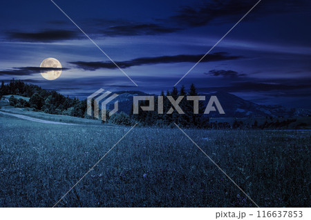 mountain range with coniferous forest at night. beautiful countryside scenery in full moon light mountain range with coniferous forest at night. beautiful countryside scenery in full moon light 116637853