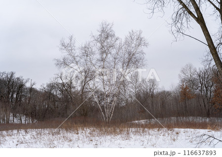 A frozen view of snow and trees at a local Minnesota park in winter. A frozen view of snow and trees at a local Minnesota park in winter. 116637893