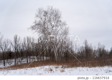 A frozen view of snow and trees at a local Minnesota park in winter. 116637918