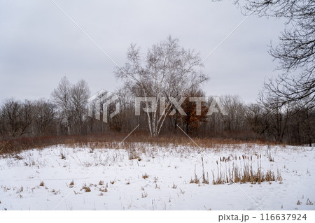 A frozen view of snow and trees at a local Minnesota park in winter. A frozen view of snow and trees at a local Minnesota park in winter. 116637924