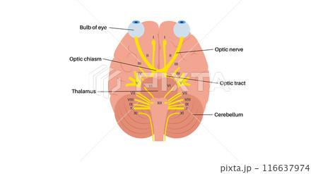 Optic nerve anatomy Optic nerve anatomy 116637974
