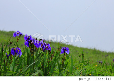 落石岬に咲くあやめ 落石岬に咲くあやめ 116638141
