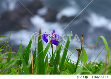 落石岬に咲くあやめ 116638143