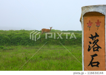 落石岬とエゾシカ 116638144