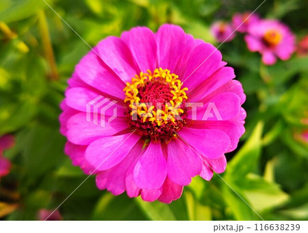 マゼンタ色の花 116638239