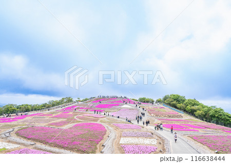 茶臼山高原の芝桜の丘に咲く芝桜(愛知県) 茶臼山高原の芝桜の丘に咲く芝桜(愛知県) 116638444