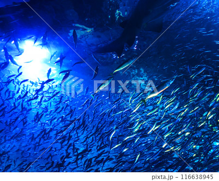 青く光る水槽で泳ぐ魚の群れ 116638945