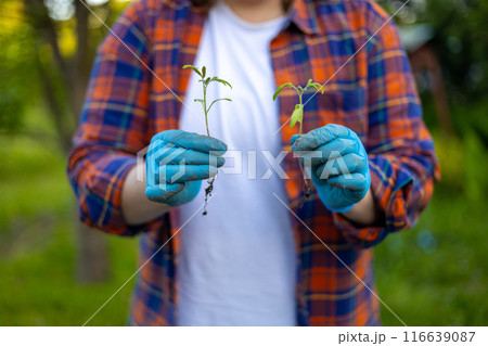 Cropped unrecognizable woman in gloves holding tomato plant seedling in her home garden. Planting in vegetable garden at springtime. Early spring preparations for new season. Cropped unrecognizable woman in gloves holding tomato plant seedling in her home garden. Planting in vegetable garden at springtime. Early spring preparations for new season. 116639087