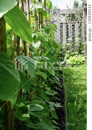 バックヤードの家庭菜園で支柱を伝って成長する植物 バックヤードの家庭菜園で支柱を伝って成長する植物 116639513