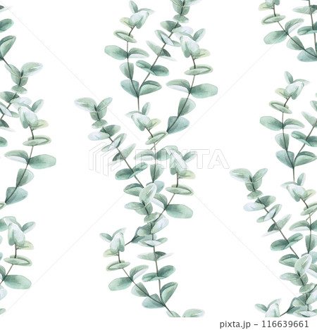 Seamless pattern of dollar eucalyptus branches in watercolor illustration. Hand-drawn pattern for printing on fabrics, wallpaper, packaging 116639661