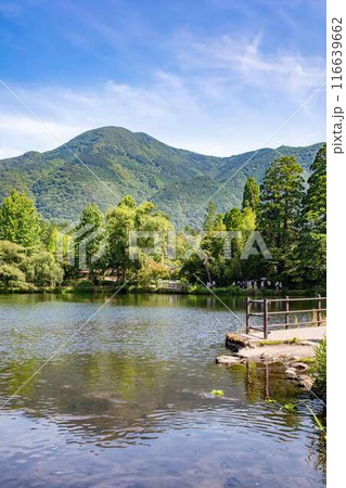 新緑の湯布院金鱗湖 新緑の湯布院金鱗湖 116639662