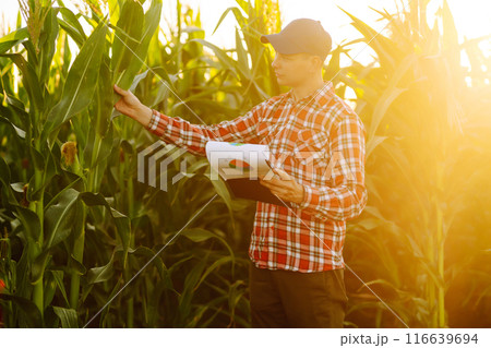 Farmer standing in corn field examining crop. Harvest care concept. Agriculture, ecology concept. 116639694