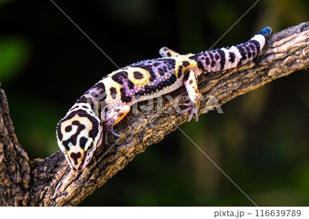 a type of anole lizard. Anoles are arboreal lizards 116639789