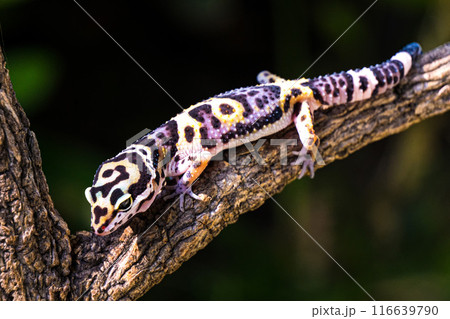 a type of anole lizard. Anoles are arboreal lizards a type of anole lizard. Anoles are arboreal lizards 116639790