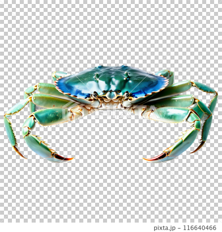Raw blue crab whole bluish green shell captured from above Food and culinary concept 116640466