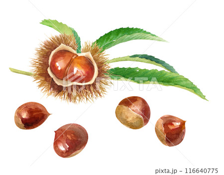 葉付きイガグリと、栗の実の水彩イラスト。秋の味覚。（ベクター、葉のレイアウト変更可能） 116640775