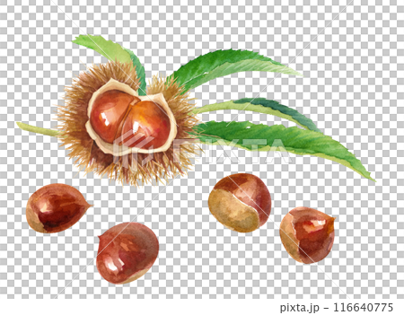 帶有葉子和栗子的毛刺的水彩插圖。秋天的味道。 （向量和葉子佈局可以更改） 116640775