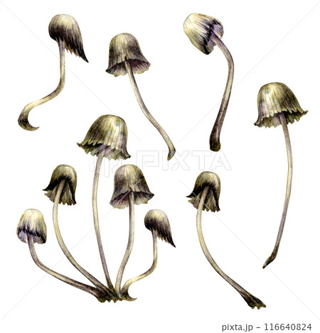 Poisonous forest mushrooms white, black, blue toadstools isolated on a white background. Watercolor illustration for template, autumn holiday, harvest, magic, witches, poison, medicine tea, textile 116640824
