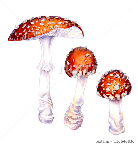 Poisonous forest mushroom red fly agaric isolated on a white background. Watercolor illustration for postcard template, textile for autumn holiday, harvest day, magic, witches, poison, medicine tea Poisonous forest mushroom red fly agaric isolated on a white background. Watercolor illustration for postcard template, textile for autumn holiday, harvest day, magic, witches, poison, medicine tea 116640830