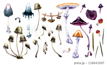 Poisonous forest mushrooms white, black, blue toadstools isolated on a white background. Watercolor illustration for template, autumn holiday, harvest, magic, witches, poison, medicine tea, textile 116641097