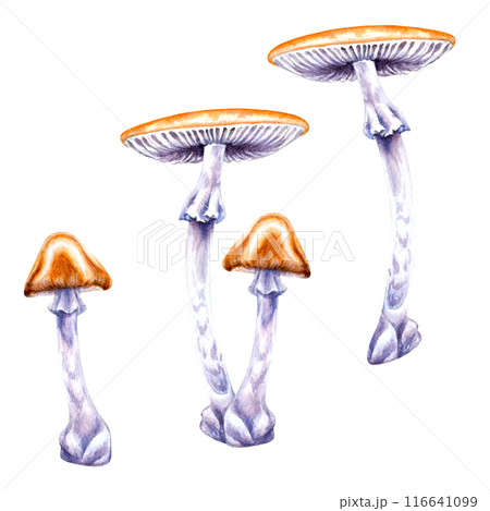 Poisonous forest mushrooms white, black, blue toadstools isolated on a white background. Watercolor illustration for template, autumn holiday, harvest, magic, witches, poison, medicine tea, textile Poisonous forest mushrooms white, black, blue toadstools isolated on a white background. Watercolor illustration for template, autumn holiday, harvest, magic, witches, poison, medicine tea, textile 116641099