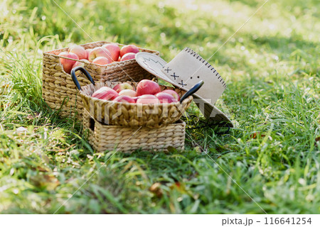 Apple harvest. Ripe red apples in the basket and in dark wooden crate on green grass. Apple picking 116641254