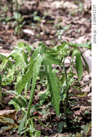 和紙の材料になるネリを産するトロロアオイの葉【ハナオクラ】 116641337