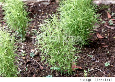 ホウキグサの異名を持つコキアは春まき一年草【ヒユ科】 116641341