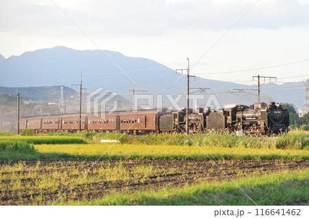 上越線 渋川ー八木原 JR東日本 D51-498+C58-363+旧客6B SL重連レトロみなかみ 上越線 渋川ー八木原 JR東日本 D51-498+C58-363+旧客6B SL重連レトロみなかみ 116641462