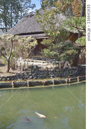 梅宮大社の池の鯉 116641635