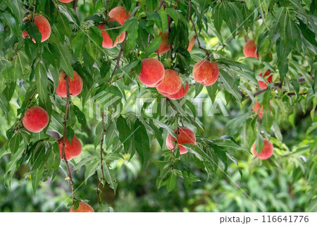 美味しく実った桃 116641776