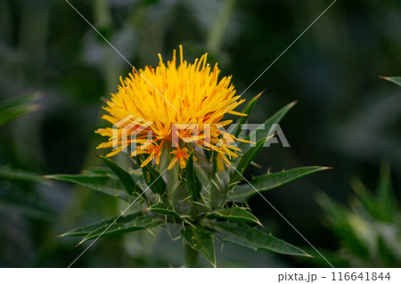 満開の紅花 116641844