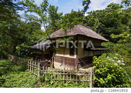 神奈川県横浜市本牧の景勝地・名勝の三渓園／三渓園の夏 116641958