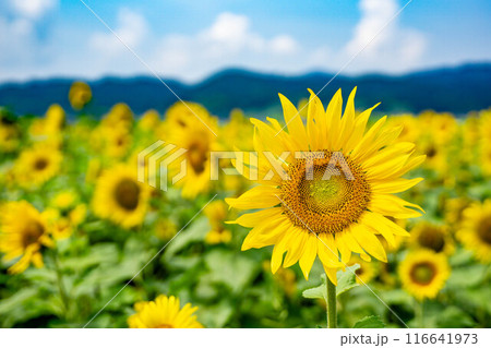青空に映えるひまわり 青空に映えるひまわり 116641973