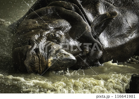 水浴びをするインドサイ 116641981