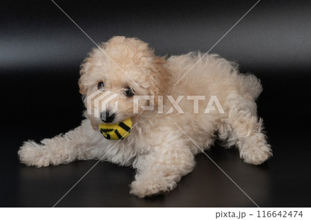Poodle puppy with ball in mouth 116642474