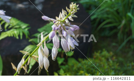 ギボウシの花 116642811