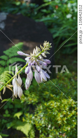 ギボウシの花 ギボウシの花 116642812
