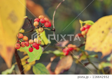 秋の森景色紅葉の森の赤いサルトリイバラの実 秋の森景色紅葉の森の赤いサルトリイバラの実 116642932