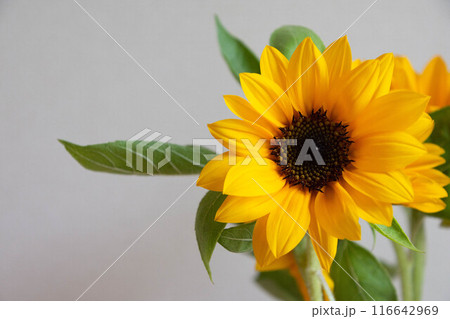 ひまわり 116642969