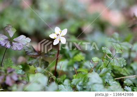 可愛いバイカオウレンの花 可愛いバイカオウレンの花 116642986