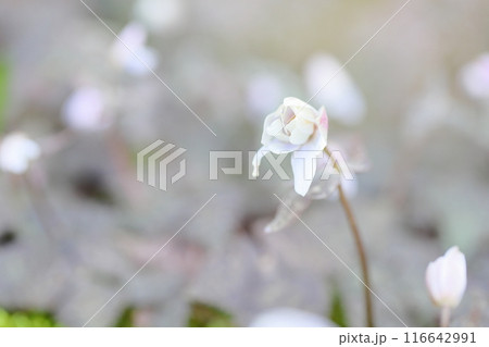 優雅　ユキワリイチゲの花 116642991