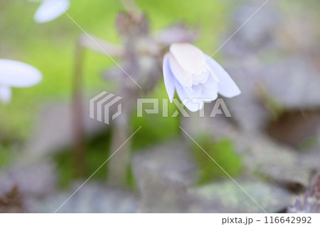 優雅　ユキワリイチゲの花 116642992