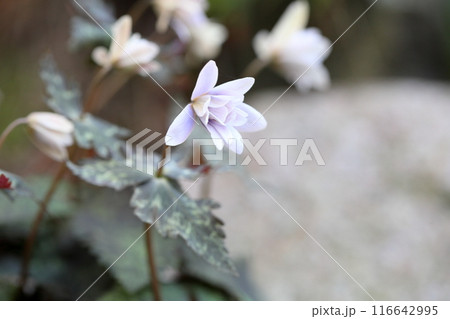 優雅　ユキワリイチゲの花 116642995