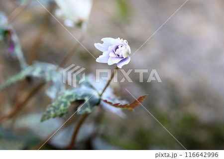 優雅　ユキワリイチゲの花 116642996