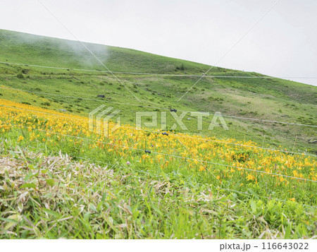 車山肩辺りに咲くニッコウキスゲ(2024年) 車山肩辺りに咲くニッコウキスゲ(2024年) 116643022